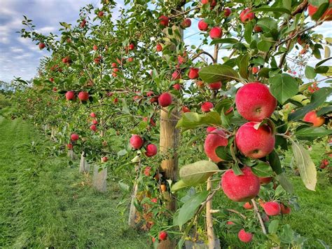 The Orchards.